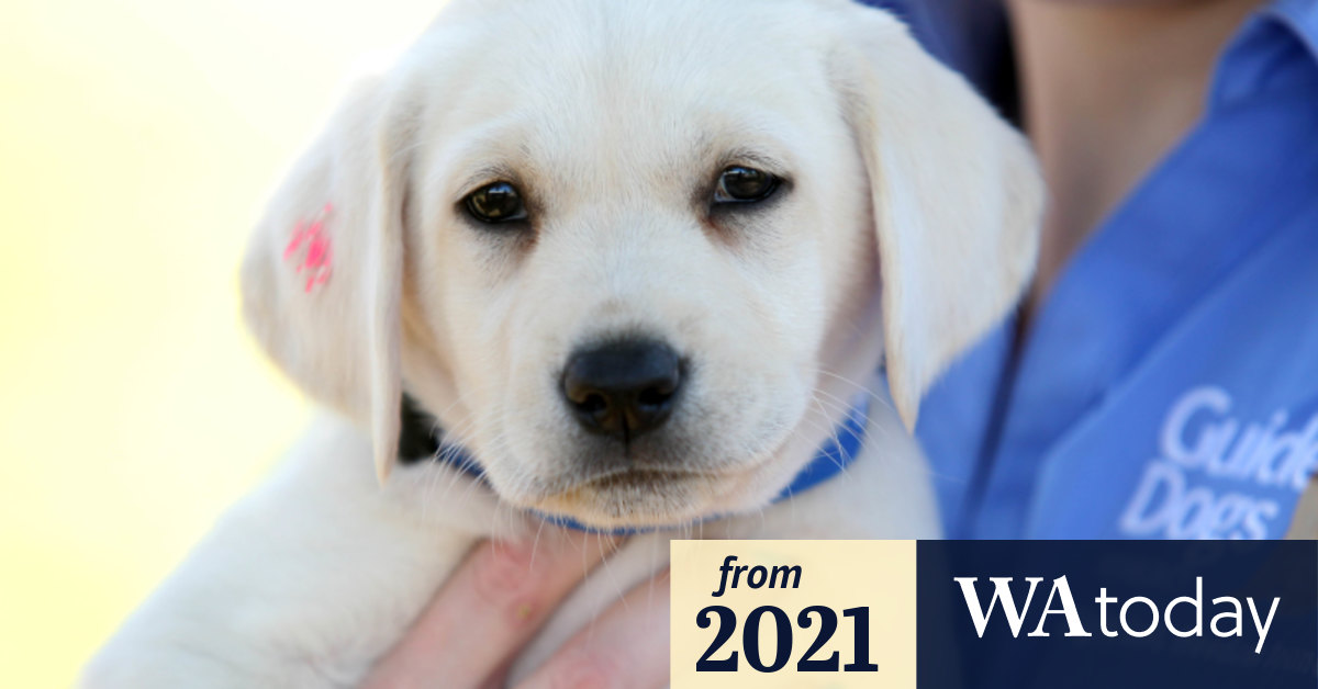 How Much Does Dog Therapy Cost